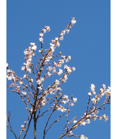 Prunus x subhirtella Autumnalis (12lt)