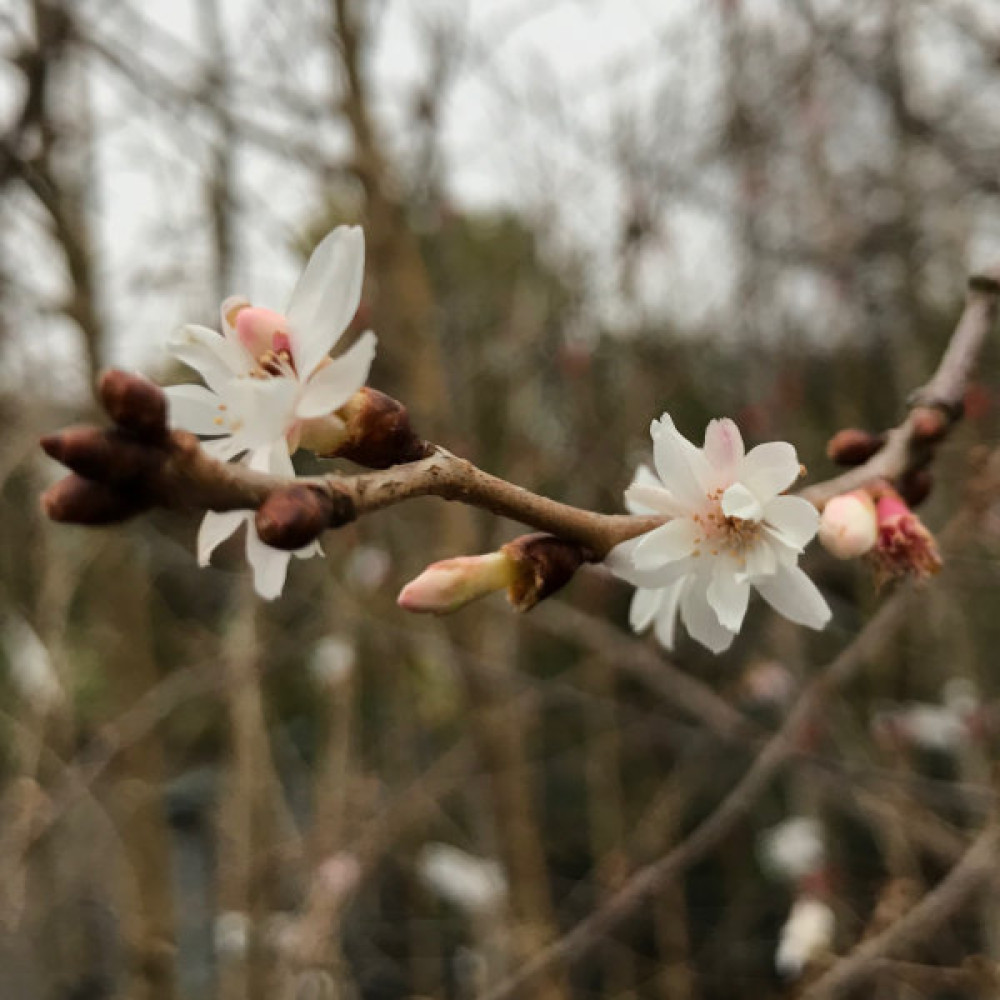 Prunus x subhirtella Autumnalis (12lt)