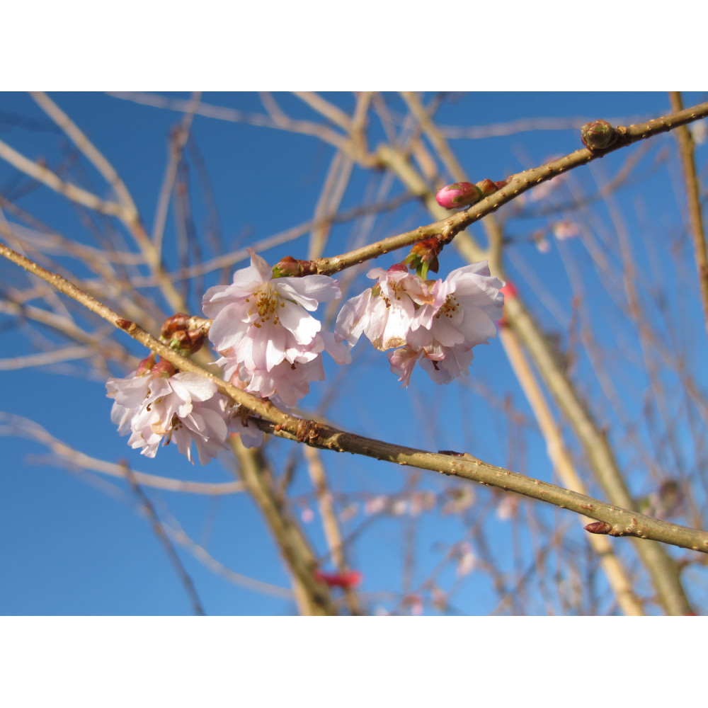 Prunus x subhirtella Autumnalis Rosea (12lt)