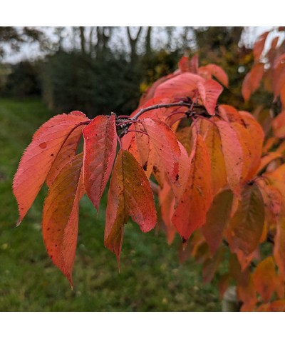 Prunus x yedoensis (10lt)