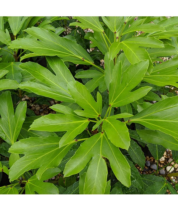 Pseudopanax adiantifolius (5lt)