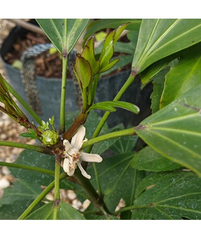 Pseudopanax adiantifolius (5lt)