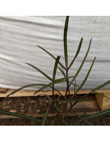 Pseudopanax crassifolius trifoliolatus (5lt) Pseudopanax crassifolius trifoliolatus (5lt)