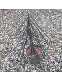 Pseudopanax ferox (2lt)