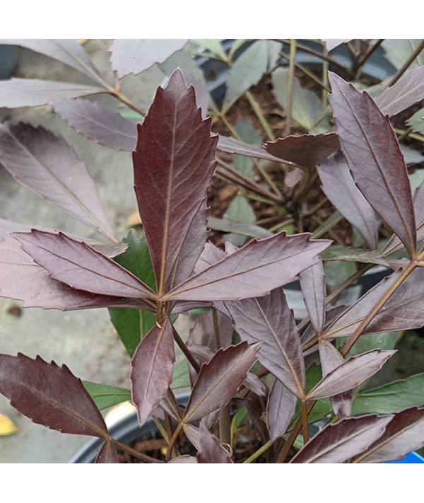 Pseudopanax Purpureus (7.5lt)