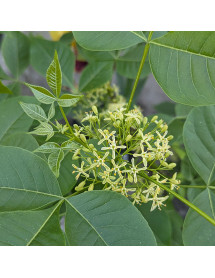 Ptelea trifoliata  (20lt)