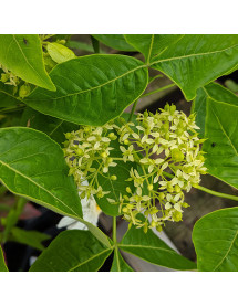 Ptelea trifoliata  (20lt)