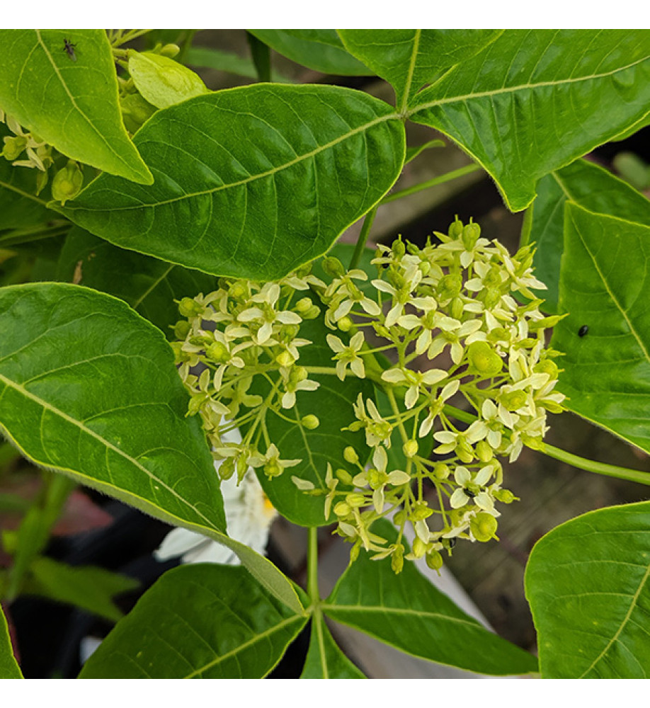 Ptelea trifoliata  (20lt)