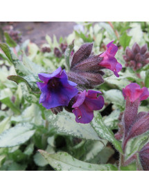 Pulmonaria Diana Clare (2lt)