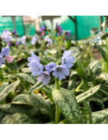 Pulmonaria Ice Ballet (2lt)