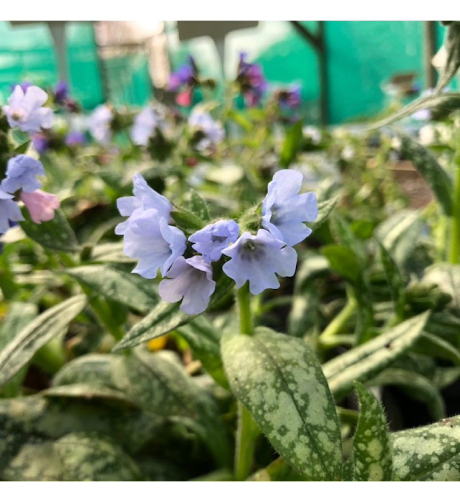 Pulmonaria Ice Ballet (2lt)
