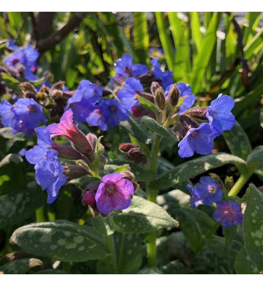 Pulmonaria Majeste (2lt)