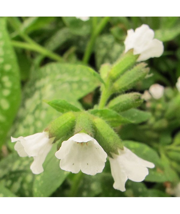 Pulmonaria Sissinghurst White (1lt)