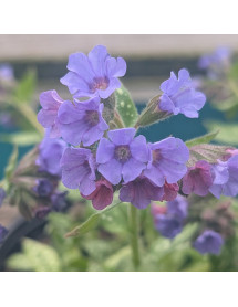 Pulmonaria Trevi Fountain (2lt) Pulmonaria Trevi Fountain (2lt)