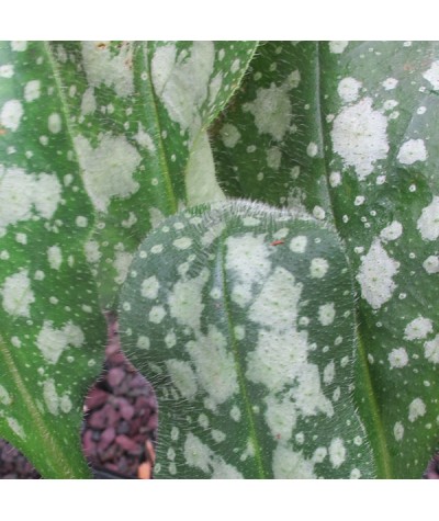 Pulmonaria Sissinghurst White (1lt)