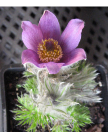 Pulsatilla vulgaris (1lt)