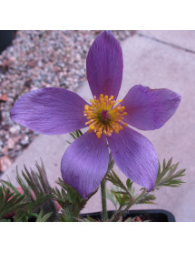Pulsatilla vulgaris (1.5lt)