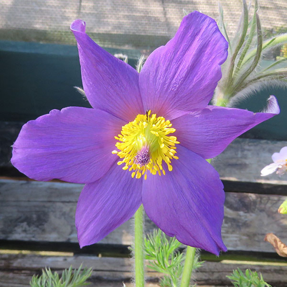 Pulsatilla vulgaris (1lt)