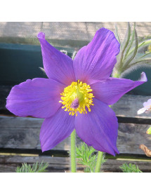 Pulsatilla vulgaris (9cm) Pulsatilla vulgaris (9cm)