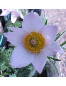 Pulsatilla vulgaris Alba  (9cm)