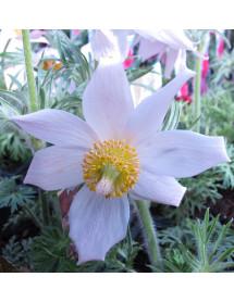 Pulsatilla vulgaris Alba  (9cm)