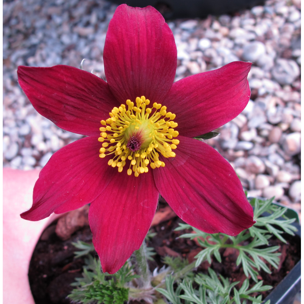 Pulsatilla vulgaris rubra (1lt)