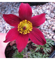 Pulsatilla vulgaris rubra (1lt)