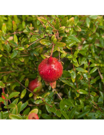 Punica nana Gracilissima (3lt)