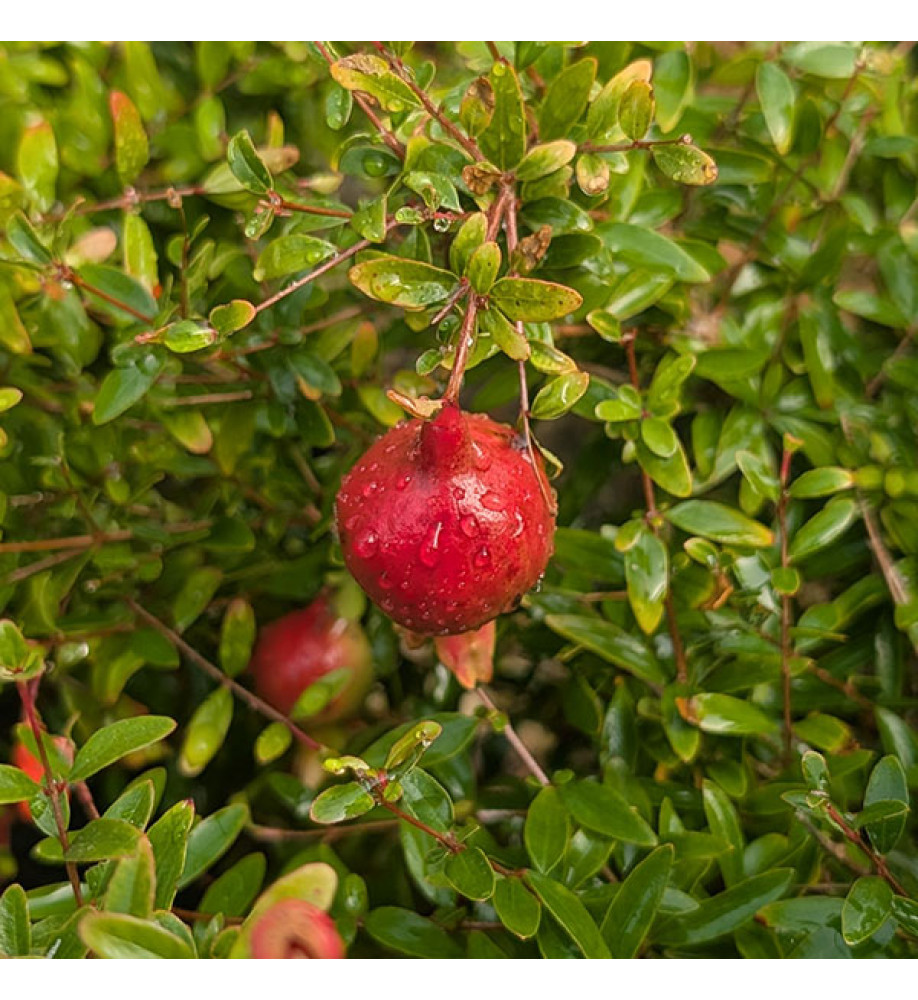 Punica nana Gracilissima (3lt)
