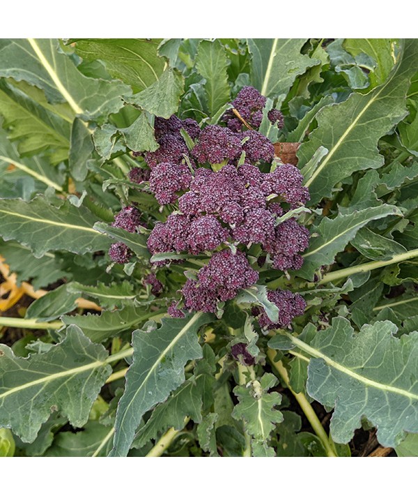 Broccoli Purple Sprouting (Brassica oleracea) (12 pack)