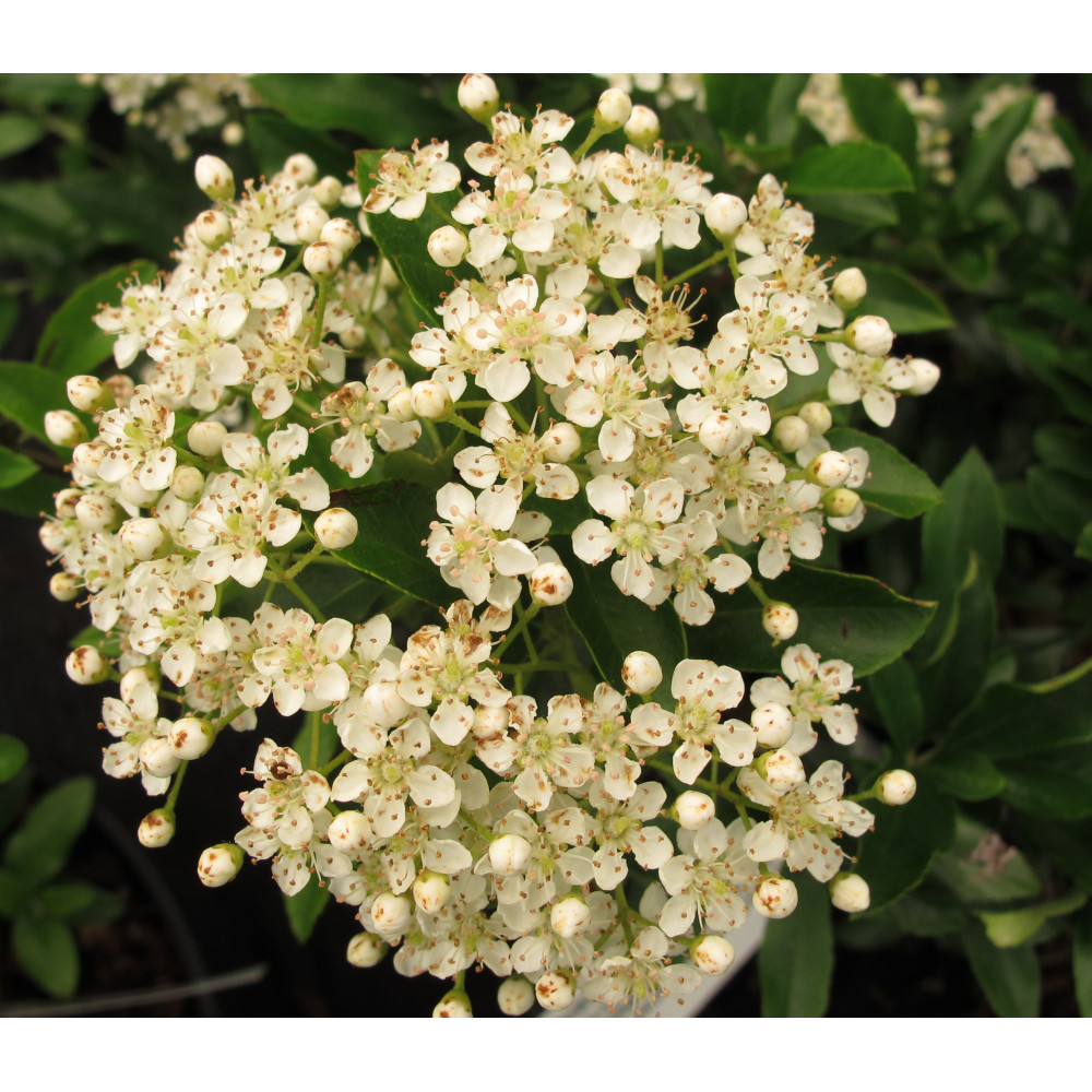 Pyracantha coccinea Red Cushion (5lt)