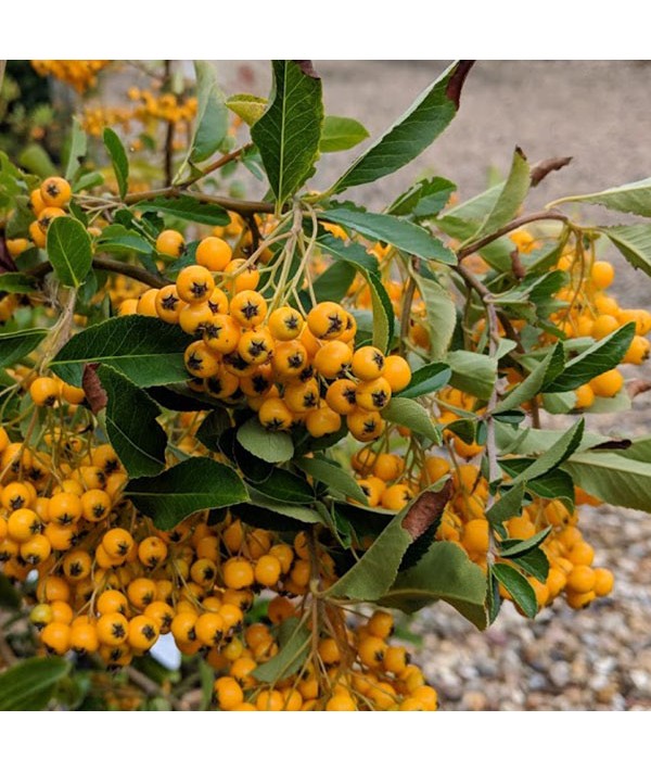 Pyracantha Golden Charmer (5lt) Pyracantha Golden Charmer (5lt)