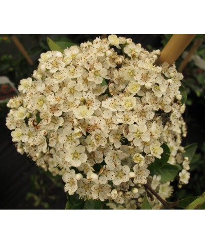 Pyracantha Mohave (5lt)