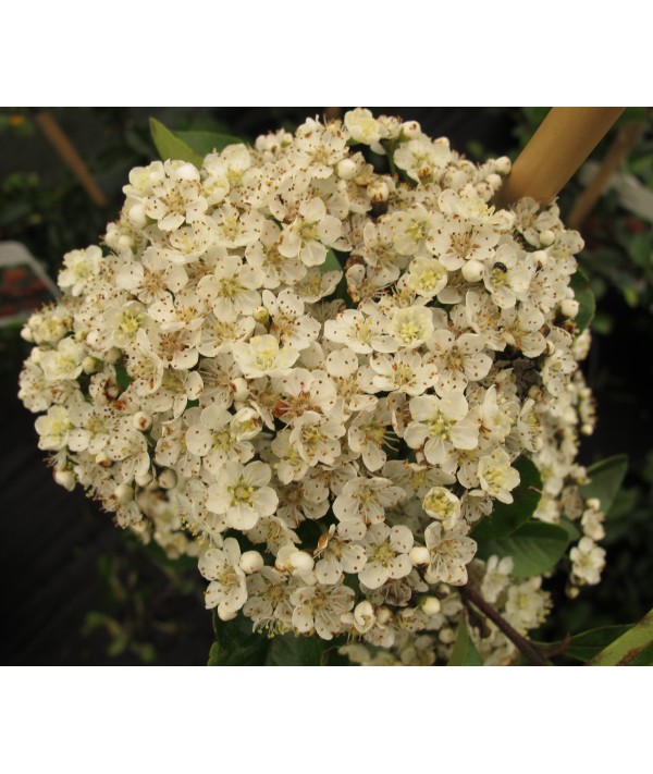 Pyracantha Mohave (7.5lt)