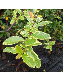 Pyracantha Mohave Silver (3lt)