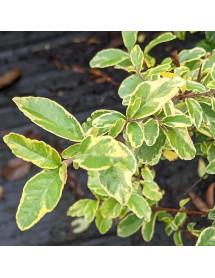 Pyracantha Mohave Silver (3lt)