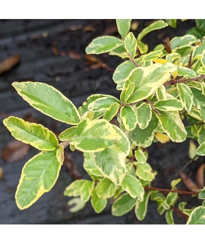 Pyracantha Mohave Silver (5lt)