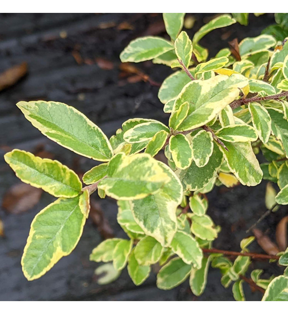 Pyracantha Mohave Silver (3lt)