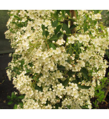 Pyracantha Golden Glow 1.5m Trellis (20lt)