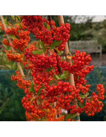 Pyracantha Orange Glow (2lt) Pyracantha Orange Glow (2lt)