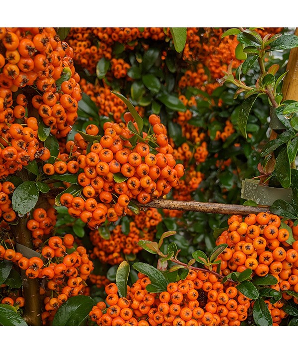 Pyracantha Saphyr Orange (Cadange)  (3lt)