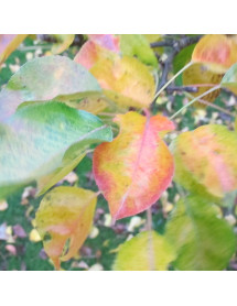 Pyrus calleryana Chanticleer (10lt)