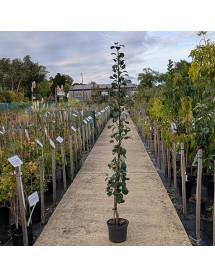 Pyrus communis Condo (5lt) Pyrus communis Condo (5lt)