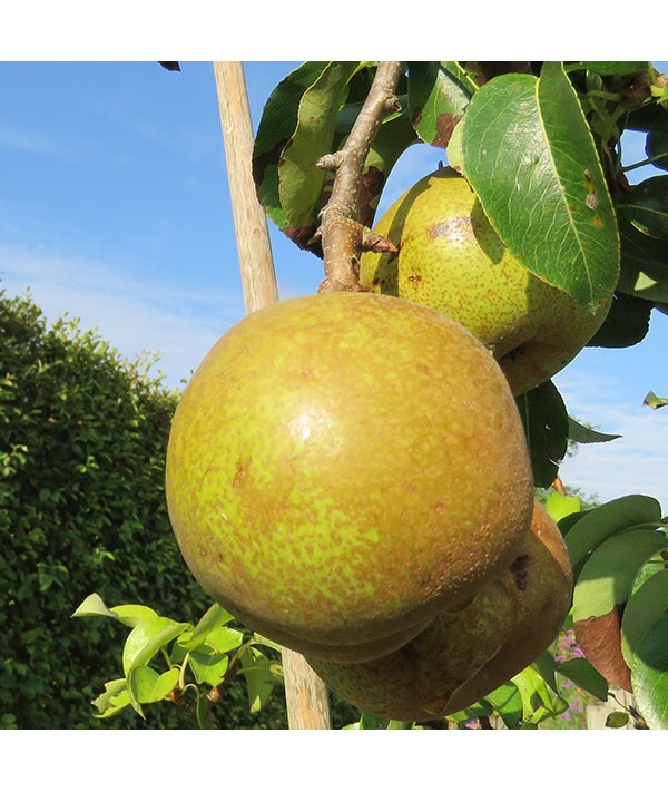 Pyrus communis Doyenne du Comice - Quince A (10lt)