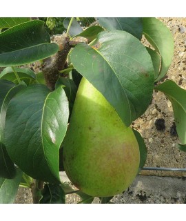 Pyrus communis Concorde (quince a) (bush) (6lt)
