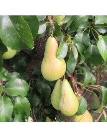Pyrus communis Concorde (Quince a) (Half Standard) (12lt)