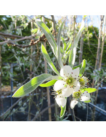 Pyrus salicifolia Pendula (38lt airpot)