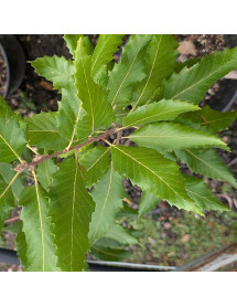 Quercus castaneifolia Green Spire (7lt) Quercus castaneifolia Green Spire (7lt)
