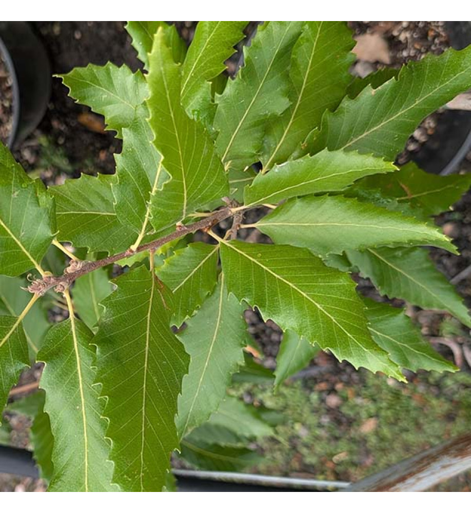 Quercus castaneifolia Green Spire (7lt) Quercus castaneifolia Green Spire (7lt)