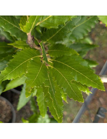 Quercus castaneifolia Green Spire (7lt)